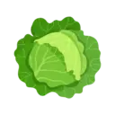 Cabbage
